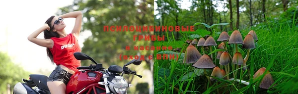крисы Медвежьегорск